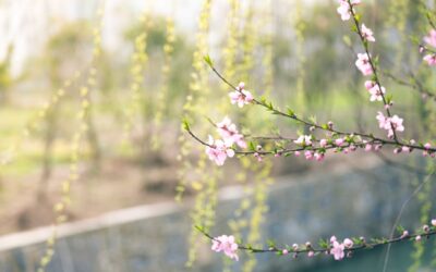 Spring Maintenance Tips