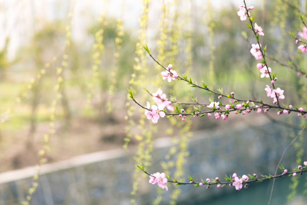 pexels-chuanyu2015-209658-1597662 spring
