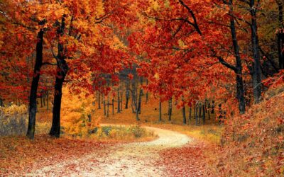 Essential Outdoor Fall Maintenance Tips